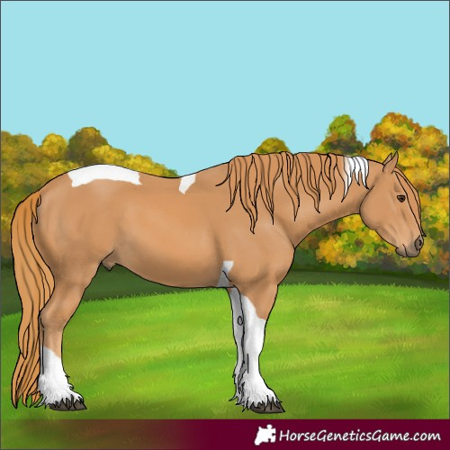 Horse Color:Chestnut Tobiano 