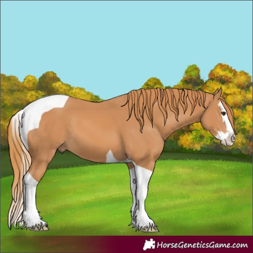 Horse Color:Chestnut Splash Tobiano