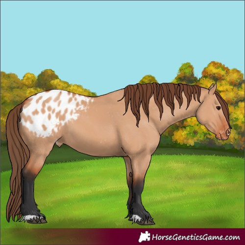 Horse Color:Bay Dun Appaloosa 