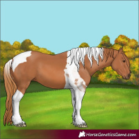 Horse Color:Chestnut Tobiano 
