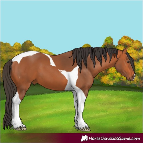 Horse Color:Bay Tobiano 