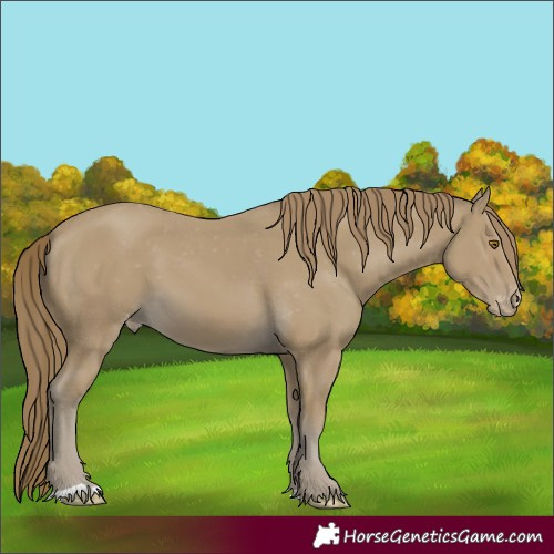 Horse Color:Classic Cream Champagne Appaloosa 