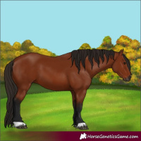 Horse Color:Gray Bay 