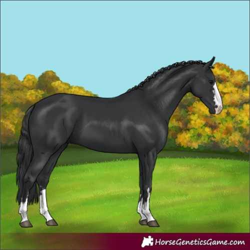 Horse Color:Black 