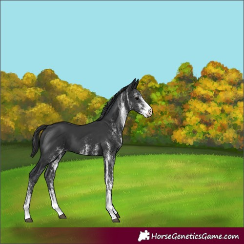 Horse Color:White Spotted Black 
