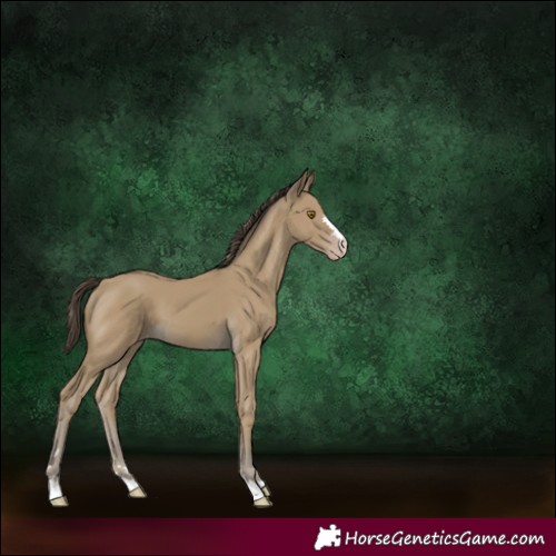 Horse Color:Classic Cream Champagne 