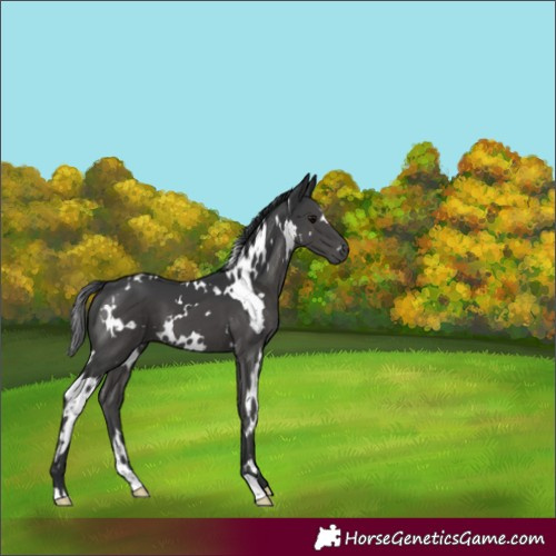 Horse Color:White Spotted Black 