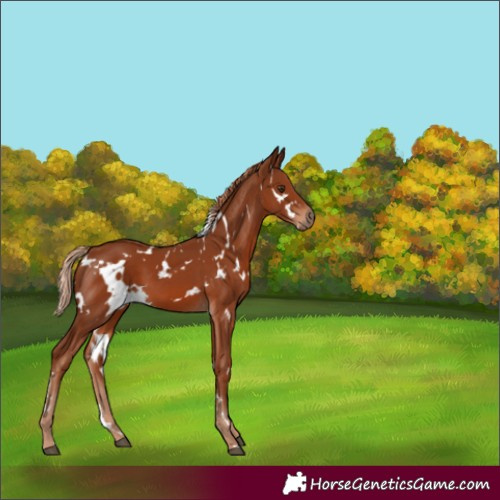 Horse Color:White Spotted Chestnut 