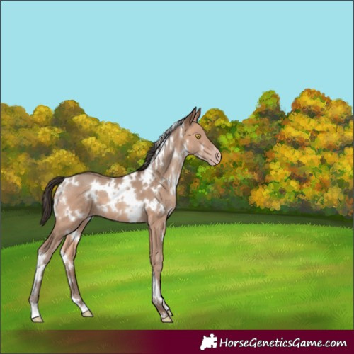 Horse Color:White Spotted Amber Champagne 