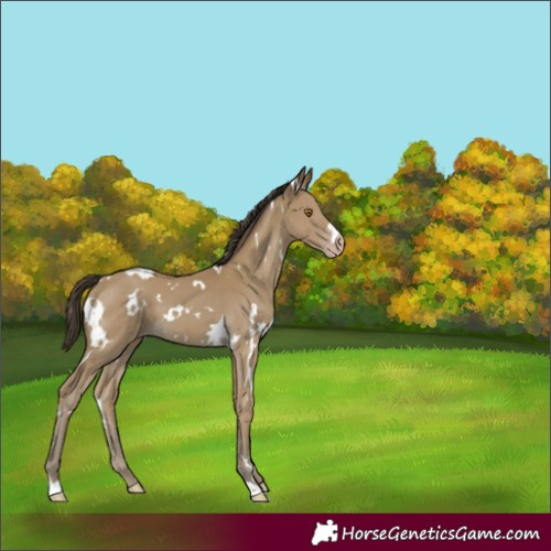 Horse Color:White Spotted Classic Cream Champagne 