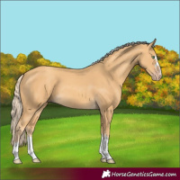 Horse Color:Gold Cream Champagne 