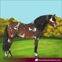 Horse Color:White Spotted Bay 