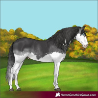 Horse Color:Black Splash