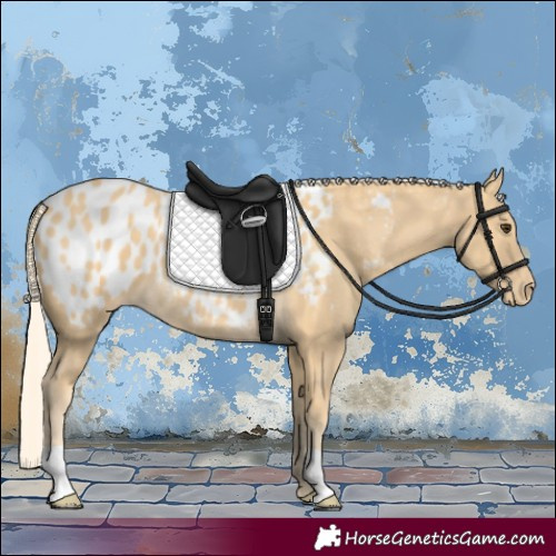 Horse Color:Palomino Appaloosa