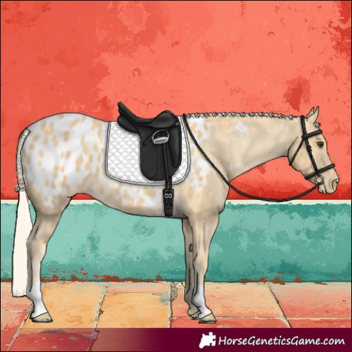 Horse Color:Palomino Near Leopard 