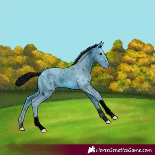 Horse Color:ERROR: UNKNOWN ANOMALY