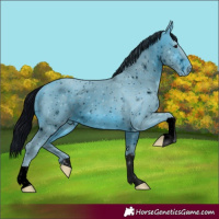 Horse Color:ERROR: UNKNOWN ANOMALY