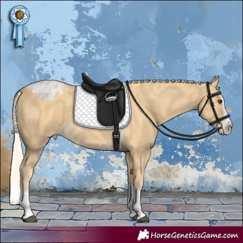 Horse Color:Palomino Splash Appaloosa 