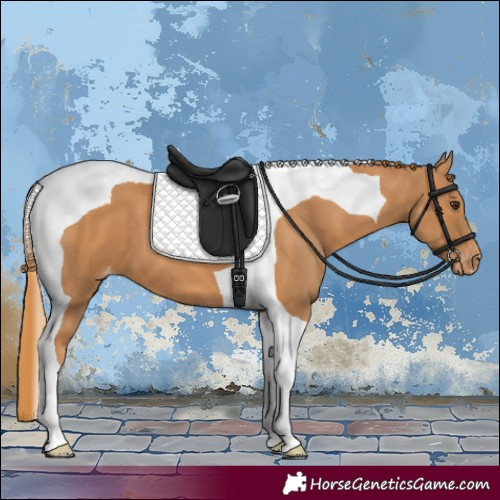Horse Color:Chestnut Tobiano Appaloosa
