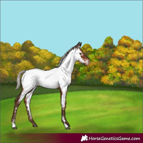 Horse Color:Silver Brown Appaloosa 