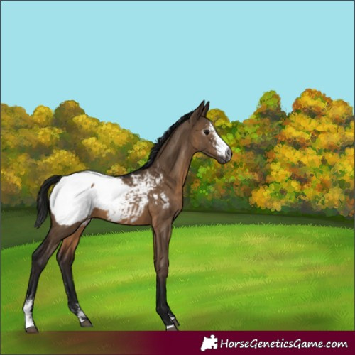 Horse Color:Gray Brown Dun Sabino Appaloosa 