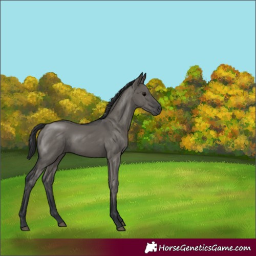 Horse Color:Grullo 