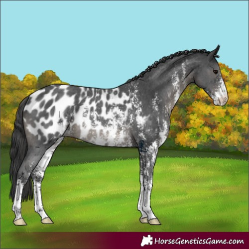 Horse Color:Black Sabino Appaloosa Rabicano 