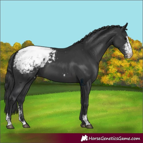 Horse Color:Black Sabino Appaloosa 