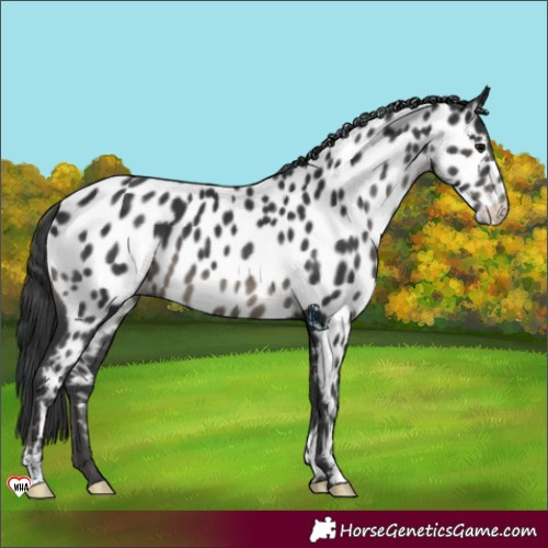 Horse Color:Black Appaloosa 