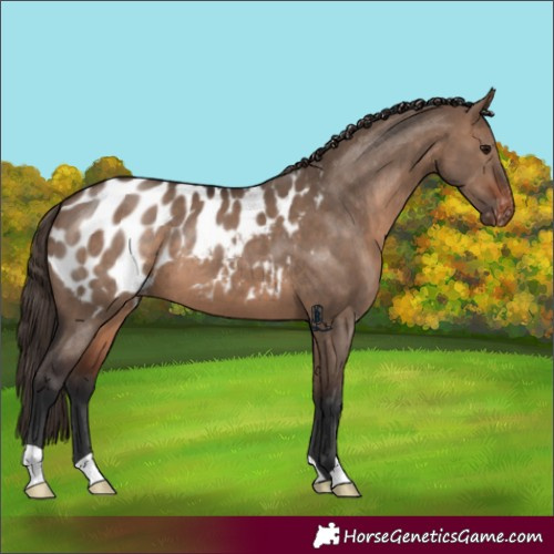 Horse Color:Brown Dun Appaloosa