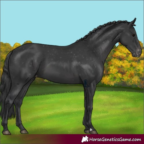 Horse Color:Black Appaloosa 