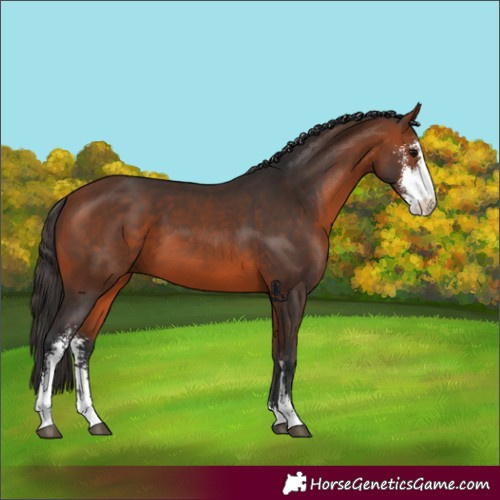 Horse Color:Bay Sabino