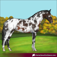Horse Color:Gray White Spotted Brown Blanket