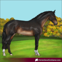 Horse Color:Gray Brown Appaloosa