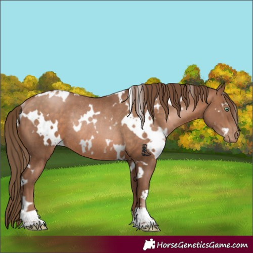 Horse Color:White Spotted Brown Pearl Rabicano