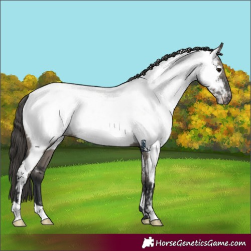 Horse Color:Grullo Appaloosa 