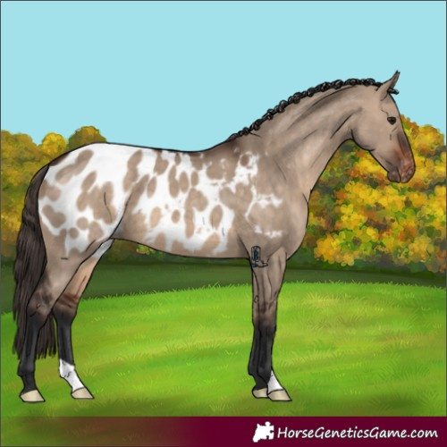 Horse Color:Brown Dun Appaloosa