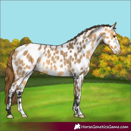 Horse Color:Buckskin Dun Appaloosa 