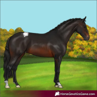Horse Color:Gray Brown Varnish 
