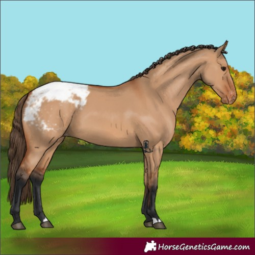 Horse Color:Bay Dun Appaloosa