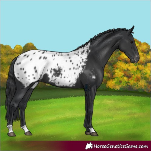 Horse Color:Black Appaloosa 