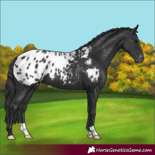 Horse Color:Black Appaloosa