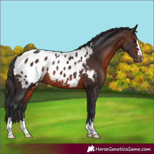 Horse Color:Brown Appaloosa Rabicano 