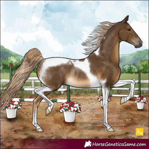 Horse Color:Chocolate Palomino Tobiano Rabicano 
