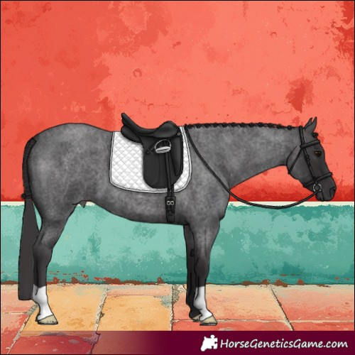 Horse Color:Smoky Blue Roan 
