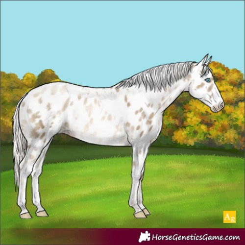 Horse Color:White Spotted Silver Smoky Black Pearl Appaloosa Rabicano 