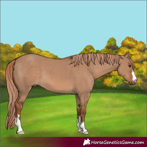 Horse Color:Red Dun