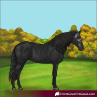 Horse Color:Gray White Spotted Black 