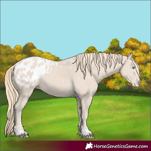 Horse Color:Smoky Creme Appaloosa 