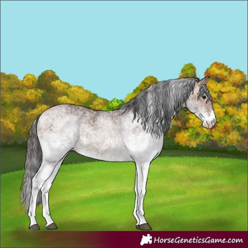 Horse Color:White Spotted Bay 